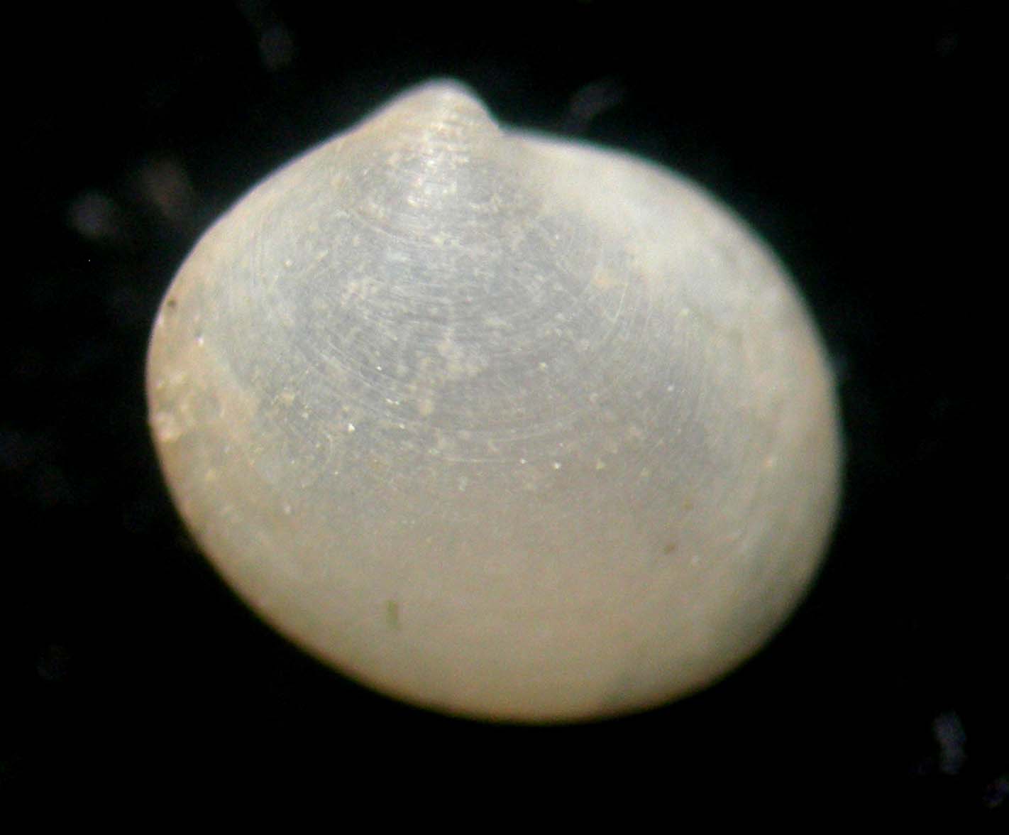 Kelliopsis jozinae